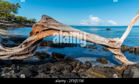 Driftwood sulla riva della Baia di Anaeho'omalu, Waikoloa, Hawaii, USA Foto Stock