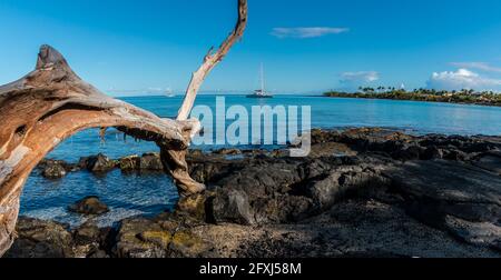 Driftwood sulla riva della Baia di Anaeho'omalu, Waikoloa, Hawaii, USA Foto Stock