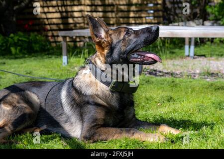 Un ritratto di cane di un felice cucciolo di pastore tedesco di sei mesi adagiato in erba verde. Linea di lavoro razza Foto Stock