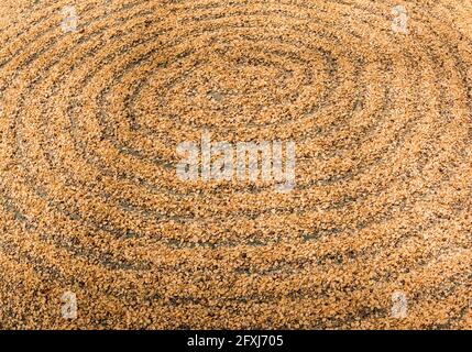 Kona Coffee Beans Drying in the Sun, Holualoa, Hawaii, USA Foto Stock