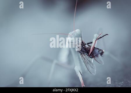 FRANCIA, GIRONDE (33), IN PREGHIERA MANTIS MANGIARE UNA MOSCA Foto Stock