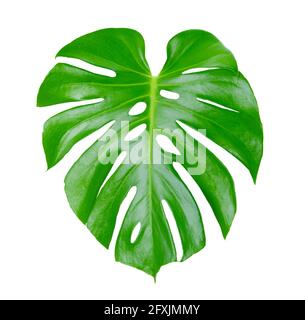 Foglie tropicali verdi di Monstera isolate su sfondo bianco con tracciato di ritaglio. Foto Stock