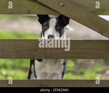 collie di bordo, cane di pecora Foto Stock