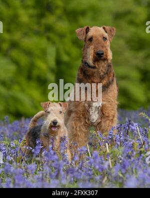 Cani Airedale terrier e lakeland terrier Foto Stock
