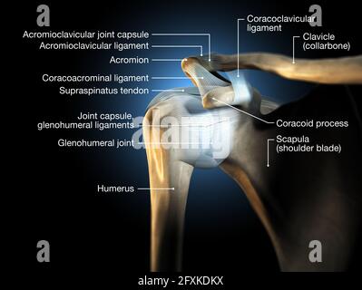 Illustrazione 3D che mostra l'articolazione della spalla umana con ossa e legamenti e capsula Foto Stock