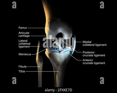 Illustrazione medica accurata che mostra l'articolazione del ginocchio con legamenti, menisco, cartilagine articolare, femore e tibia. Foto Stock