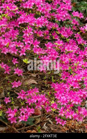 Rhododendron Hatsugiri fiorendo abbondamente in primavera Foto Stock