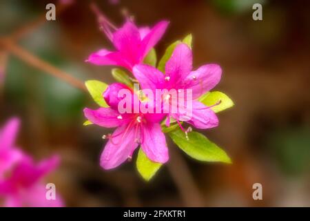 Rhododendron Hatsugiri fiorendo abbondamente in primavera Foto Stock