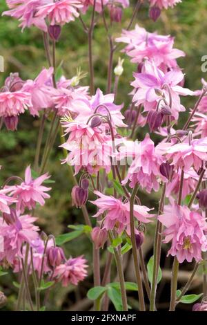 Aquilegia Rose Barlow Pink Columbine Foto Stock