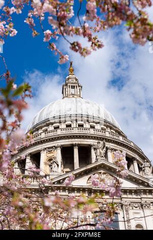 Cattedrale di San Paolo con fiori di ciliegio in primavera, Londra, Inghilterra, Regno Unito, Europa Foto Stock