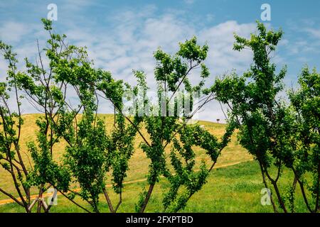Daeseong-dong antiche tombe a Gimhae, Corea Foto Stock