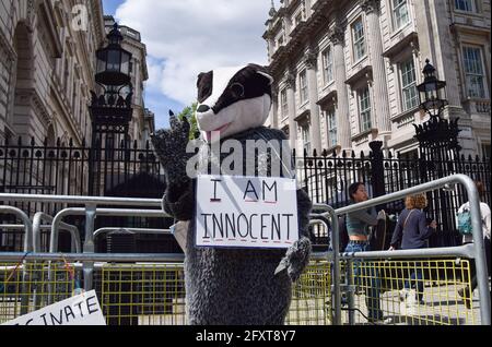 Londra, Regno Unito. 27 maggio 2021. Un protetore che indossa un costume da badger si trova fuori da Downing Street durante la dimostrazione.il governo britannico ha annunciato che, mentre la 'eliminazione intensiva' dei tassi terminerà a partire dal 2022, licenze supplementari per uccidere ancora saranno rilasciate. Oltre 140,000 tassi sono stati uccisi dal 2013 in un programma volto a fermare la diffusione della tubercolosi bovina, che è stato fortemente criticato dalle organizzazioni per il benessere degli animali e da molti scienziati. Credit: SOPA Images Limited/Alamy Live News Foto Stock