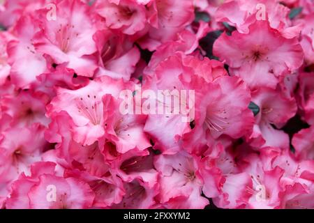 Vivace rosa azalea fiori texture sfondo Foto Stock