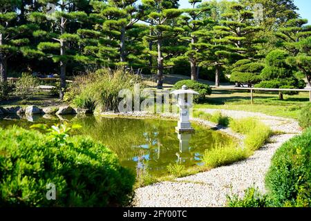 Bellissimi pini neri nel giardino giapponese di Nordpark a Düsseldorf, Germania. Foto Stock
