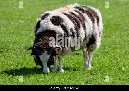 Una pecora indipendente di Jacob che annidava l'erba di Springtime, Home Farm, Beningbrough, North Yorkshire, Regno Unito