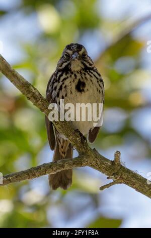 Song Sparrow appollaiato su un albero. Foothills Park, Santa Clara County, California, Stati Uniti. Foto Stock