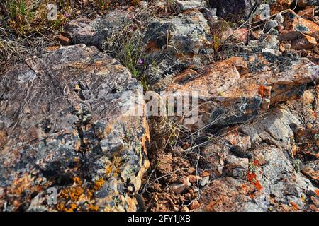 Grande bacino rattlesnake sottospecie di Crotalus lutosus. Seduto camuffato al sole che si riscalda sulle rocce dal sentiero escursionistico Deer Creek Reservoir, Wasatch Foto Stock