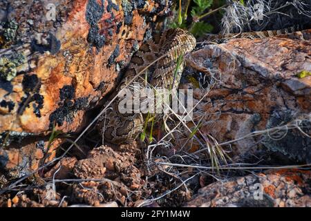 Grande bacino rattlesnake sottospecie di Crotalus lutosus. Seduto camuffato al sole che si riscalda sulle rocce dal sentiero escursionistico Deer Creek Reservoir, Wasatch Foto Stock