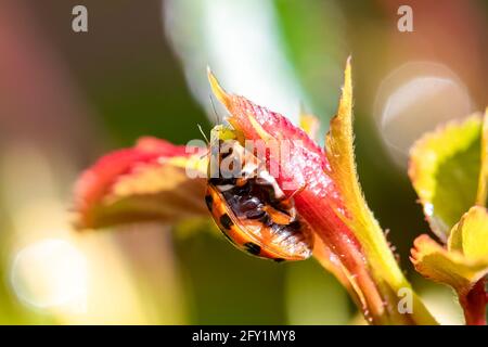 ladybird mangiare una verde afide su un rosebush Foto Stock
