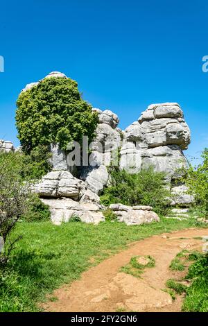 Una roccia calcarea erosa presente nella riserva naturale di Torcal che assomiglia a un albero di pietra Foto Stock