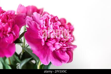Bellissimo fiore rosa peonie su sfondo chiaro. Mazzo di fiori di Peony isolato su sfondo bianco Foto Stock