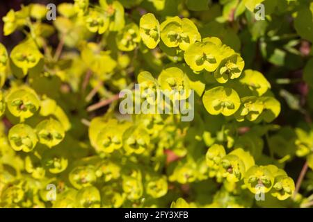 Euphorbia purea - sprite di legno viola. Foto Stock