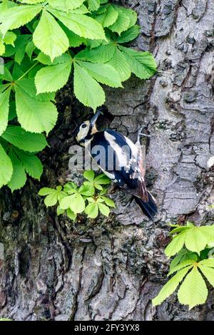 Picchio grosso (Dendrocopos major) foraging per insetti e larve sul tronco di a. castagno Foto Stock