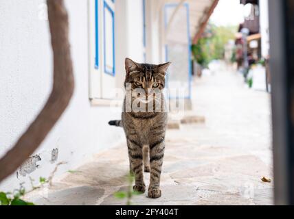 Simpatico e divertente gatto grigio tabby a Kas città, Turchia. Foto Stock