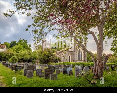 APPLETORE, NORTH DEVON, INGHILTERRA - MAGGIO 25 2021: Vista della Chiesa e del cimitero con Judas Tree aka Cerris siliquastrum in primo piano. Foto Stock