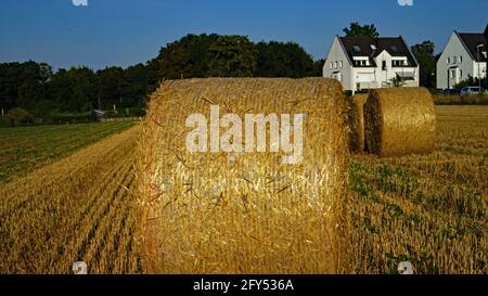 Balla di paglia grande su campo di stoppie a Northrhine-Westfalia, Germania. Großer Strohballen auf Stoppelfeid a Nordrhein-Wesfalen, Germania. Agosto 2020. Foto Stock