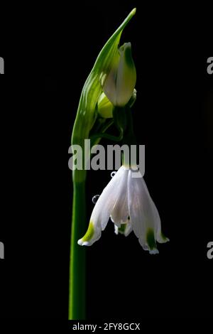 Leucojum Gravetye Gigante in una giornata di sole contro un buio sfondo Foto Stock