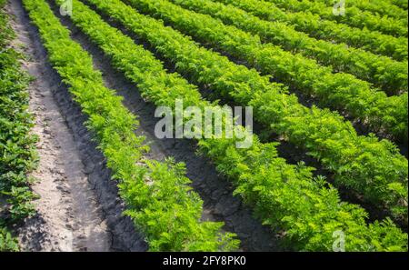 Campi file di carote. Coltivando le verdure in un campo di fattoria. Agroindustria, agricoltura biologica. Agronomia. Olericoltura agricola. Coltivazione e cura, h Foto Stock