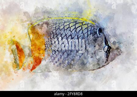 Illustrazione acquerello del pesce tropicale pesce perlscale butterflyfish (Chaetodon xanthurus) Foto Stock