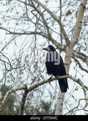 Rook, Corvus frugilegus, singolo adulto arroccato in Silver Birch Tree, Worcestershire, Regno Unito. Foto Stock