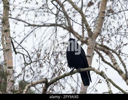 Rook, Corvus frugilegus, singolo adulto arroccato in Silver Birch Tree, Worcestershire, Regno Unito. Foto Stock