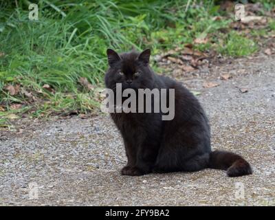 Gatto domestico, ritratto di adulto seduto a terra in giardino, Worcestershire, Regno Unito. Foto Stock