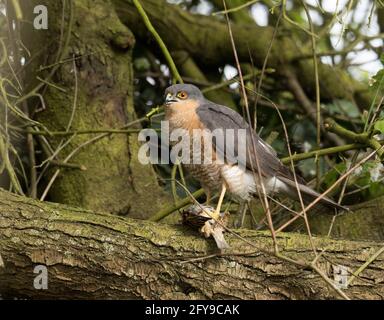 Sparrowhawk, Accipiter nisus, singolo adulto maschio in piedi sul ramo con preda - Casa Sparrow, Passer domesticus. Preso Lea Valley, Essex, Regno Unito. Foto Stock