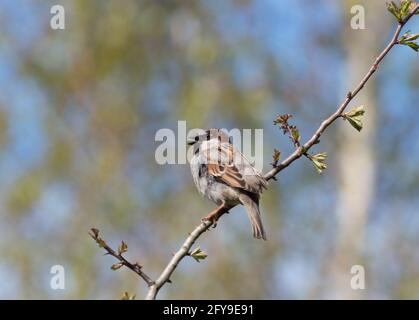 Casa Sparrow, Passer domesticus, singolo adulto maschile canto e arroccato sul ramo, Lea Valley, Essex, Regno Unito Foto Stock