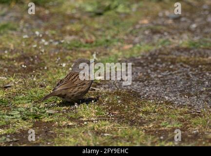 Dunnock, Prunella modularis, singolo adulto in piedi a terra, Worcestershire, Regno Unito. Foto Stock