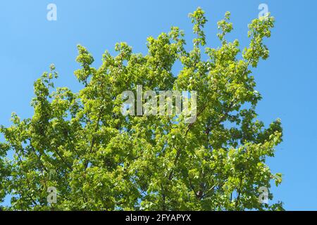 Acero di campo, Feldahorn, Acer campestre, mezei juhar, Budapest, Ungheria, Magyarország, Europa Foto Stock