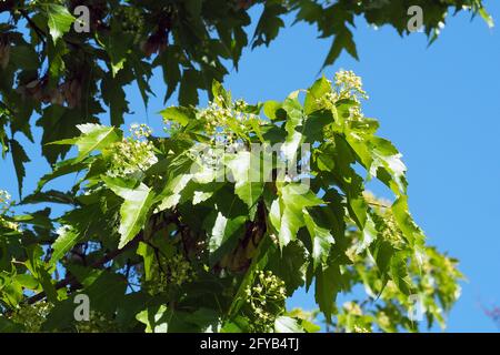 Acero tartaro o acero tartaro, Tatarischer Steppen-Ahorn, Érable de Tartarie, Acer tataricum, tatár juhar, Budapest, Ungheria, Magyarország, Europa Foto Stock