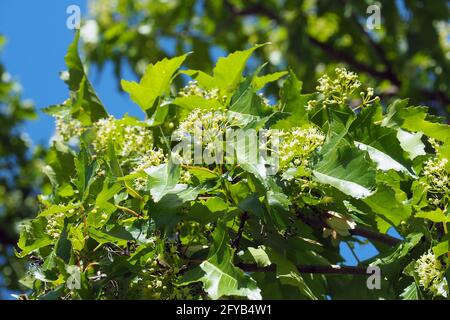 Acero tartaro o acero tartaro, Tatarischer Steppen-Ahorn, Érable de Tartarie, Acer tataricum, tatár juhar, Budapest, Ungheria, Magyarország, Europa Foto Stock