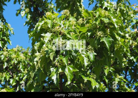 Acero tartaro o acero tartaro, Tatarischer Steppen-Ahorn, Érable de Tartarie, Acer tataricum, tatár juhar, Budapest, Ungheria, Magyarország, Europa Foto Stock