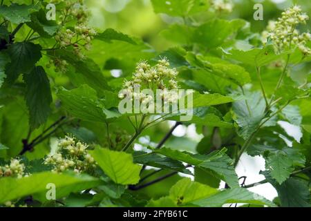 Acero tartaro o acero tartaro, Tatarischer Steppen-Ahorn, Érable de Tartarie, Acer tataricum, tatár juhar, Budapest, Ungheria, Magyarország, Europa Foto Stock