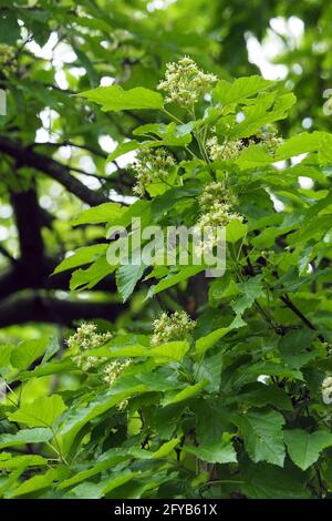 Acero tartaro o acero tartaro, Tatarischer Steppen-Ahorn, Érable de Tartarie, Acer tataricum, tatár juhar, Budapest, Ungheria, Magyarország, Europa Foto Stock