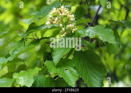 Acero tartaro o acero tartaro, Tatarischer Steppen-Ahorn, Érable de Tartarie, Acer tataricum, tatár juhar, Budapest, Ungheria, Magyarország, Europa Foto Stock