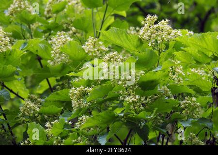 Acero tartaro o acero tartaro, Tatarischer Steppen-Ahorn, Érable de Tartarie, Acer tataricum, tatár juhar, Budapest, Ungheria, Magyarország, Europa Foto Stock