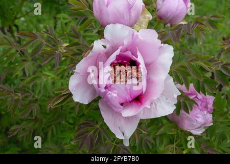 Pony dell'albero. Grande fiore rosa. Vista dall'alto. Foto Stock