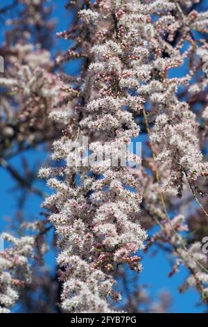 tamarisk, cedro di sale, Tamarisken, Tamaris à quatre étamines, Tamarix tetrandra, tamariska, Budapest, Ungheria, Magyarország, Europa Foto Stock