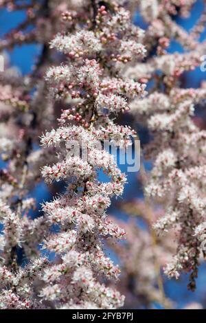 tamarisk, cedro di sale, Tamarisken, Tamaris à quatre étamines, Tamarix tetrandra, tamariska, Budapest, Ungheria, Magyarország, Europa Foto Stock